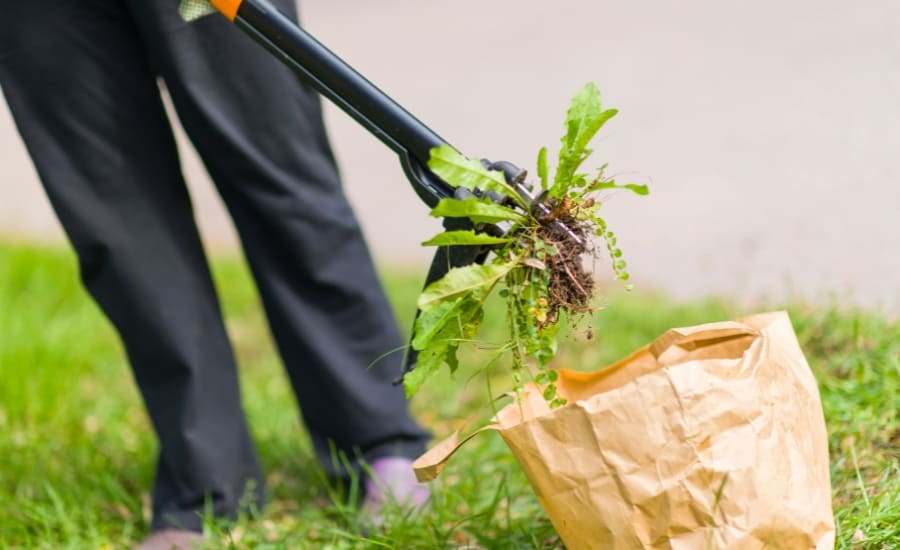 Weed removal Service