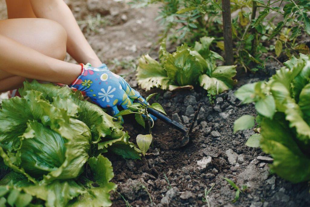 garden bed