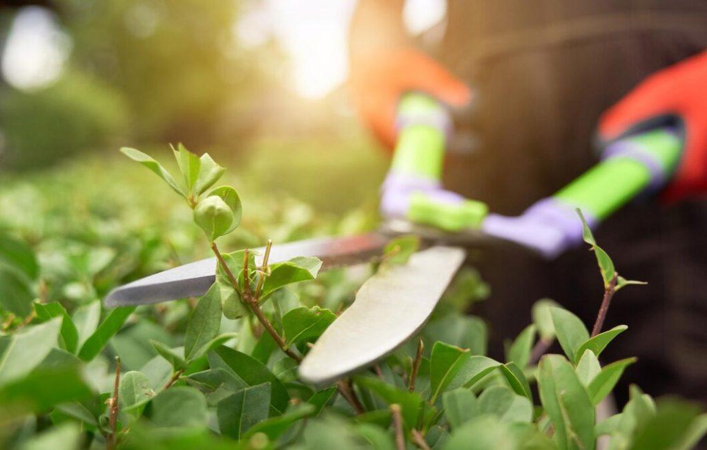 Bush Trimming