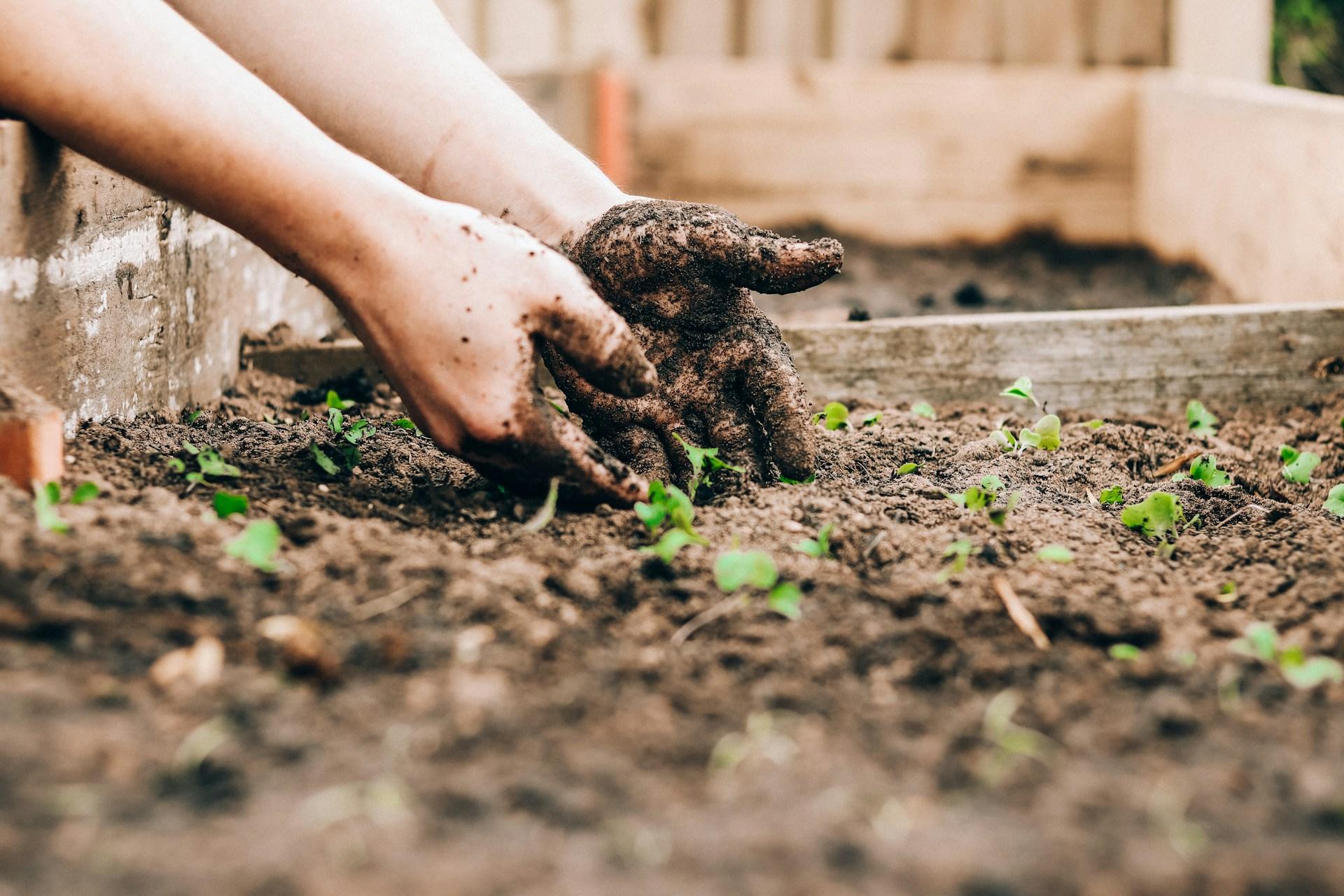 Improve Your Garden with Quality Soil
