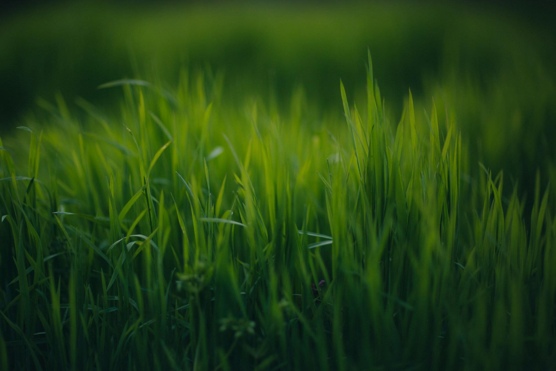 Tackle Stubborn Weeds in Toledo Lawns