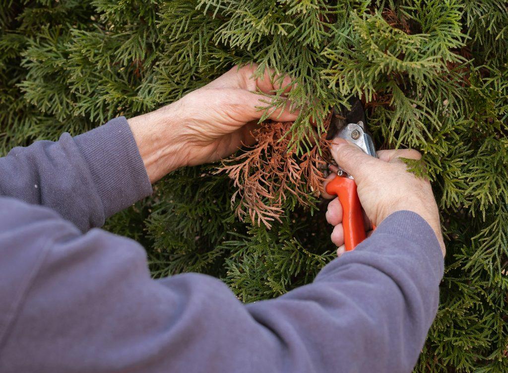 Bush Trimming