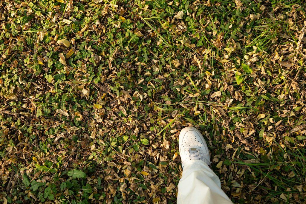 Lawn